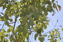 Eucalyptus brachyandra