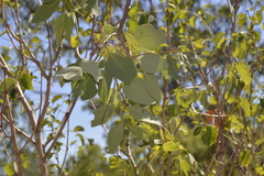 Eucalyptus brachyandra
