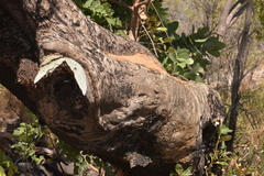 Eucalyptus brachyandra