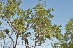 Eucalyptus brachyandra