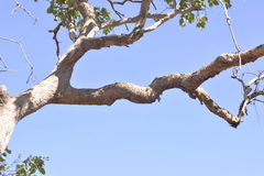 Eucalyptus brachyandra