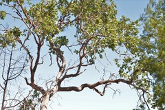 Eucalyptus brachyandra