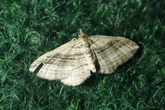 Costaconvexa polygrammata