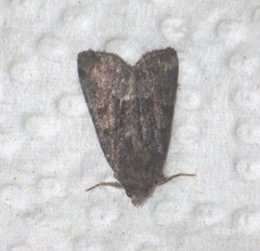 Oligia latruncula