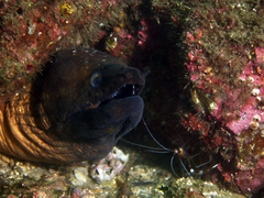 Gymnothorax prionodon