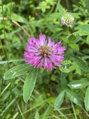 Trifolium medium
