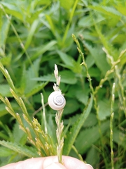 Helicella itala