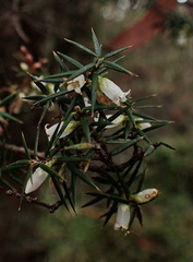 Leptecophylla oxycedrus