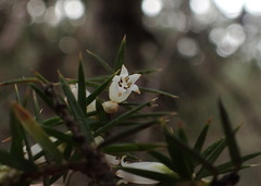 Leptecophylla oxycedrus