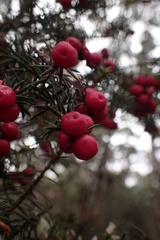 Leptecophylla oxycedrus