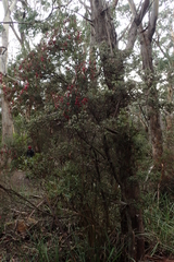 Leptecophylla oxycedrus