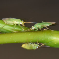 Blepharidopterus chlorionis