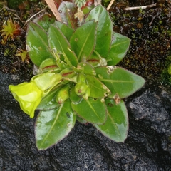 Oenothera multicaulis
