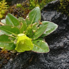 Oenothera multicaulis