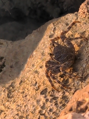 Grapsus grapsus