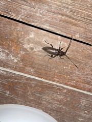 Enaphalodes hispicornis