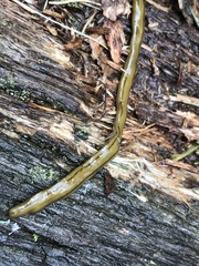 Diversibipalium multilineatum