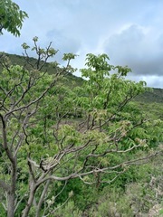 Aralia humilis