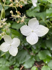 Hydrangea petiolaris