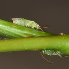 Blepharidopterus chlorionis
