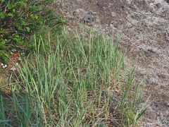 Leymus ajanensis