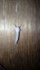 Creatonotos transiens