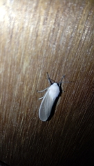 Creatonotos transiens