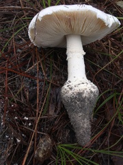 Amanita rhoadsii image