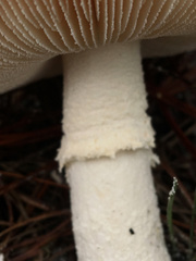 Amanita rhoadsii image