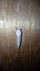 Creatonotos transiens