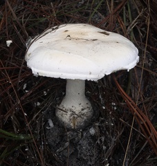 Amanita rhoadsii image