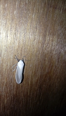 Creatonotos transiens