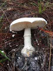 Amanita rhoadsii image