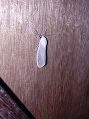 Creatonotos transiens