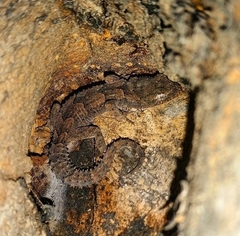 Mediodactylus orientalis