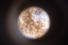 Lecanoromycetes
