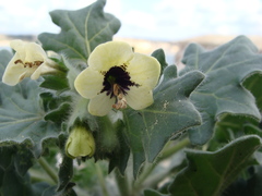 Hyoscyamus albus