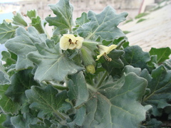 Hyoscyamus albus