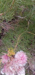 Serruria rosea