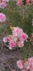 Serruria rosea