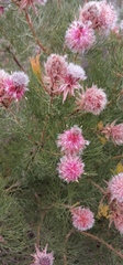 Serruria rosea