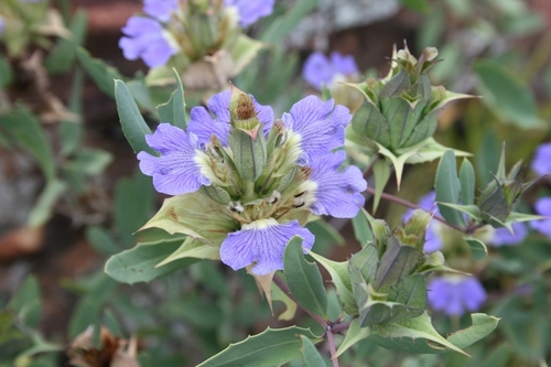 Blepharis breyeri