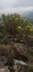 Hymenolepis crithmifolia