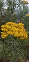 Hymenolepis crithmifolia