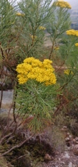 Hymenolepis crithmifolia