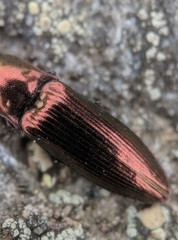 Nitidolimonius resplendens