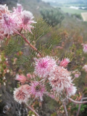 Serruria rosea