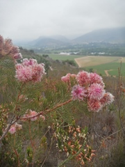 Serruria rosea