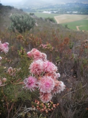 Serruria rosea