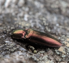 Nitidolimonius resplendens